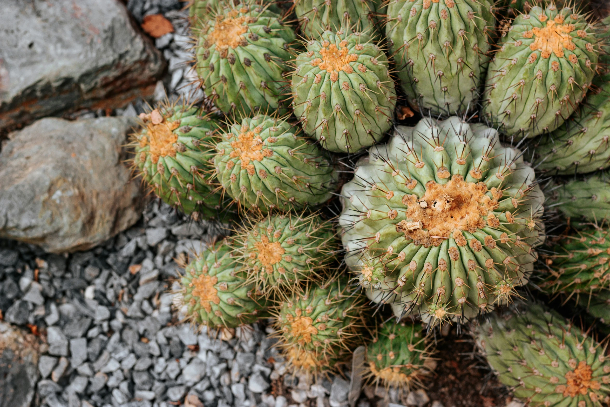 a lot of cactus plants that are outside