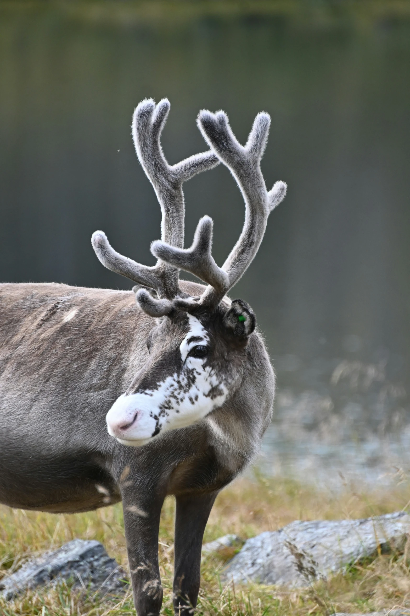 a close up of a deer in some grass near water