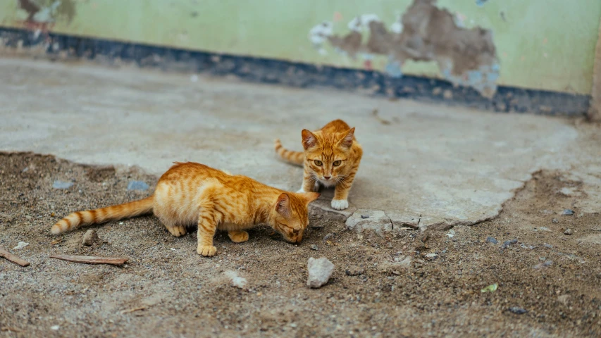 an orange cat looks at a dead bird