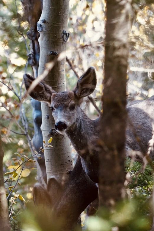 the large deer has long horns and is standing near a tree