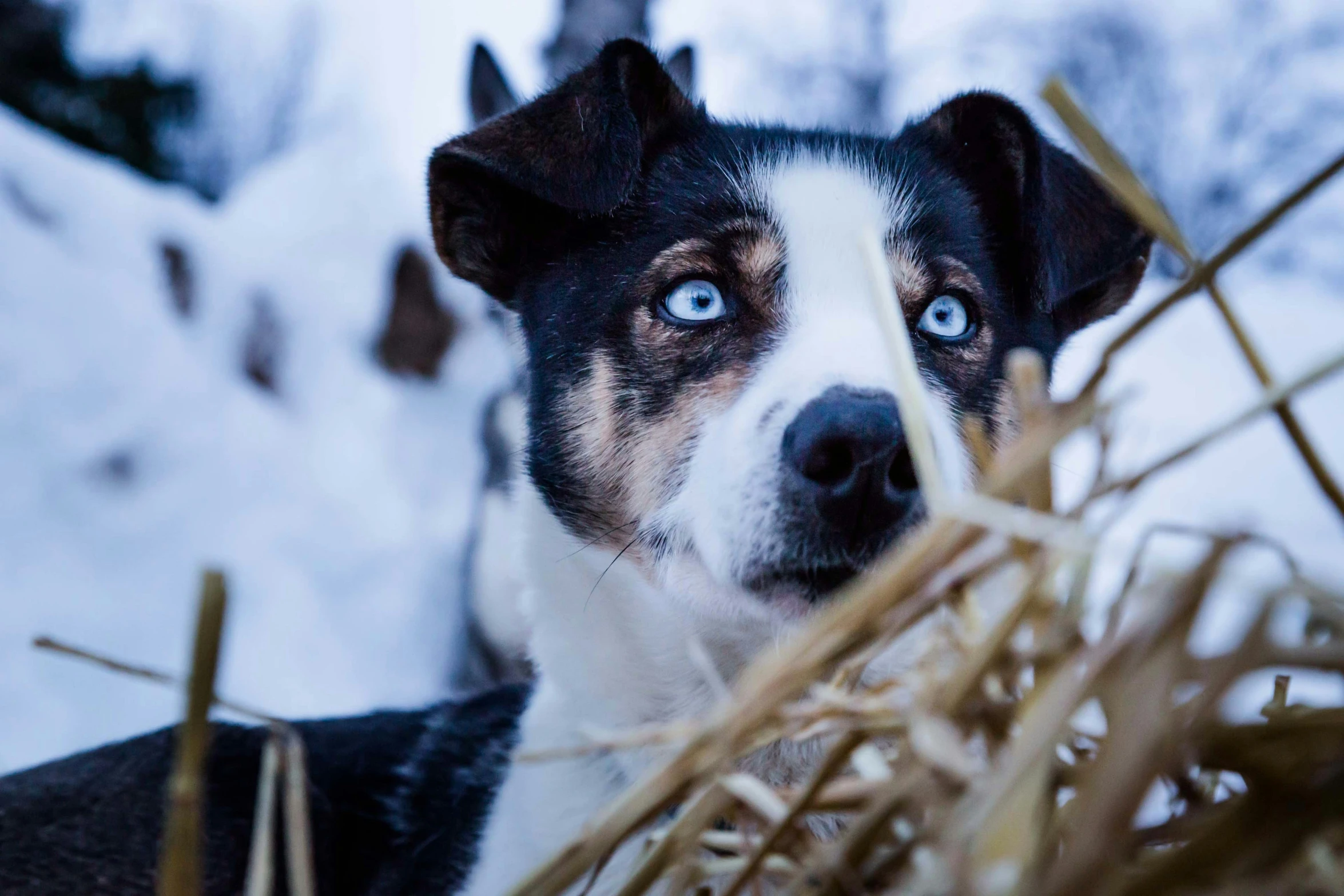 a dog with blue eyes is sitting in the snow