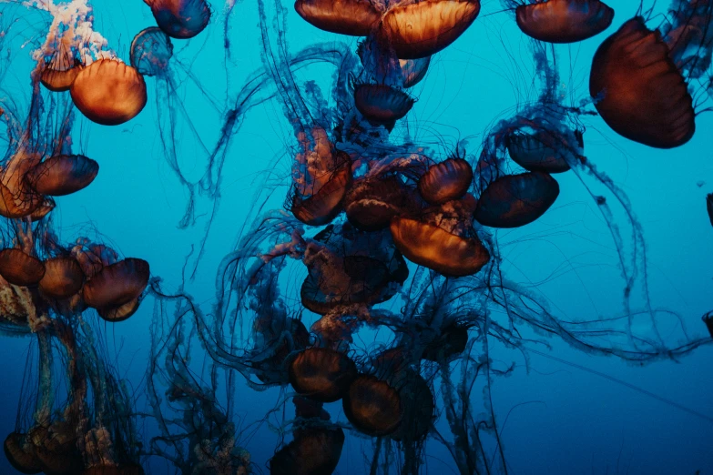 many small and big sea life hanging in the water