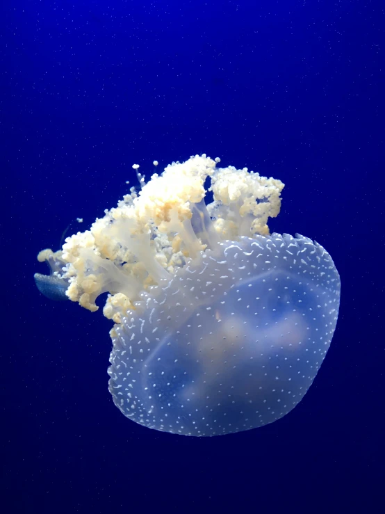 jellyfish underwater against blue background with bubbles