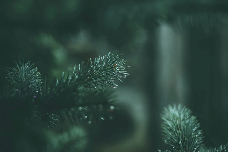 closeup of green christmas tree nches in winter