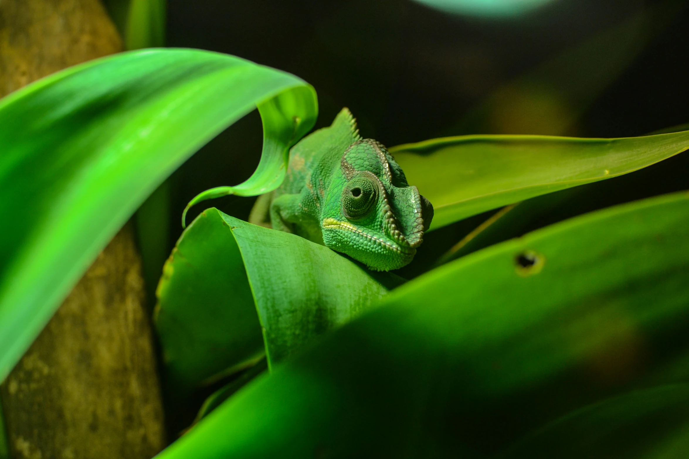 there is a small green lizard on the leafy plant