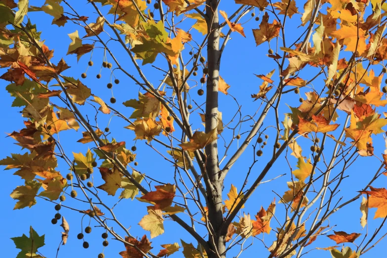 a tree with brown, green and orange leaves