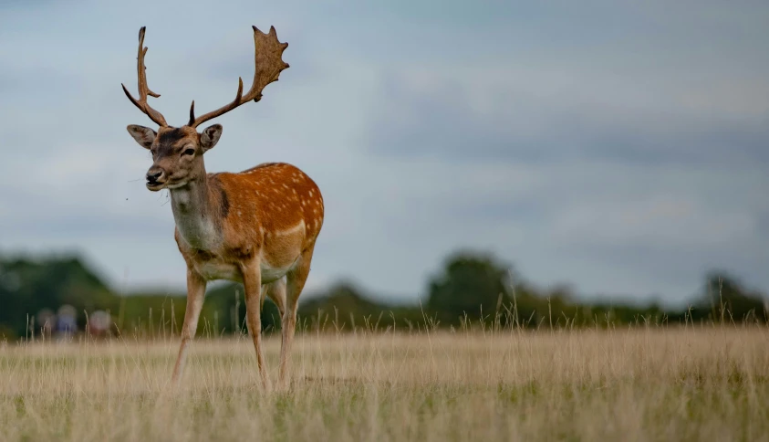 a deer standing in a field with it's front 