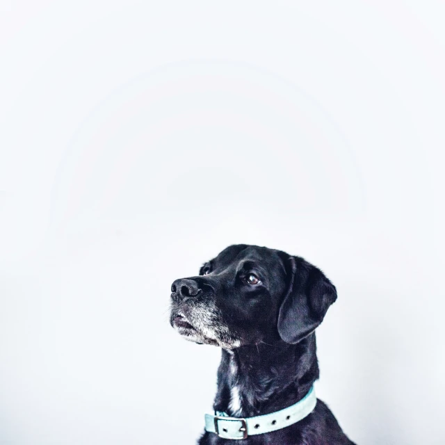 an adorable black dog sitting down with its head turned to the side