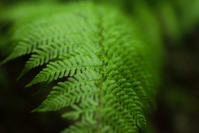 a fern leaf that is growing in the woods