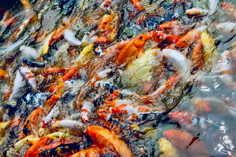 lots of orange and white koi fish in an enclosed pond