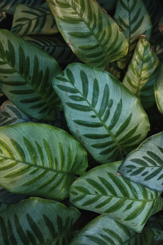 green leaves that are growing together outside