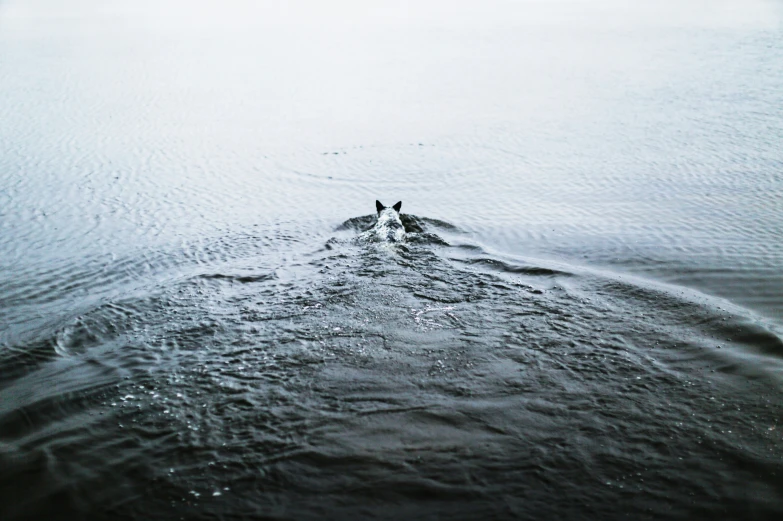 two animals standing on a lake or shore looking out into the distance