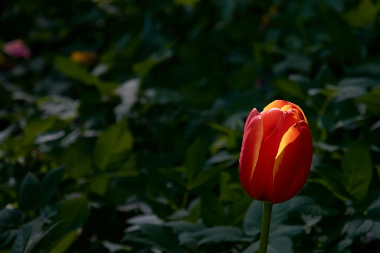 a single red flower is in the midst of many green bushes