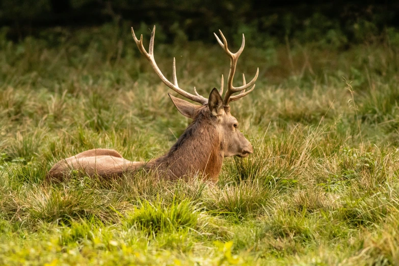 a small deer laying down in a grassy field