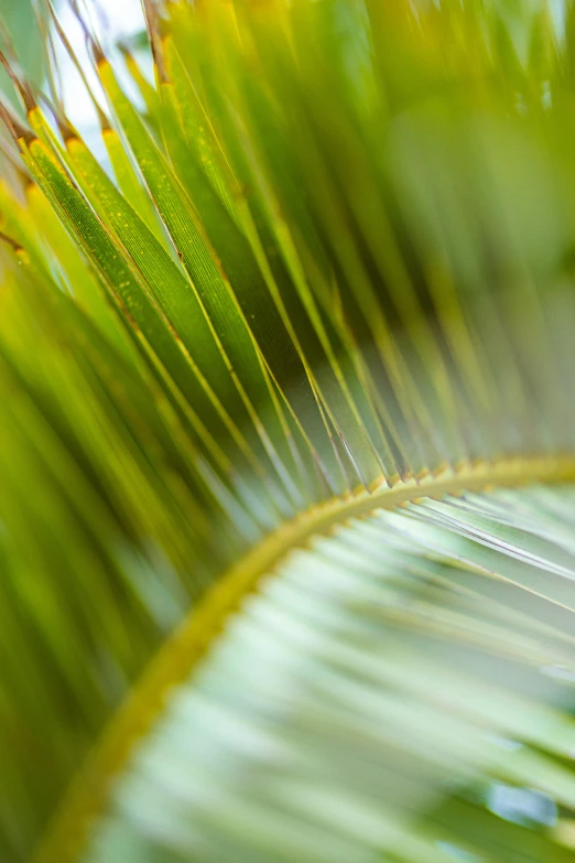 leaves on a palm tree showing fine details