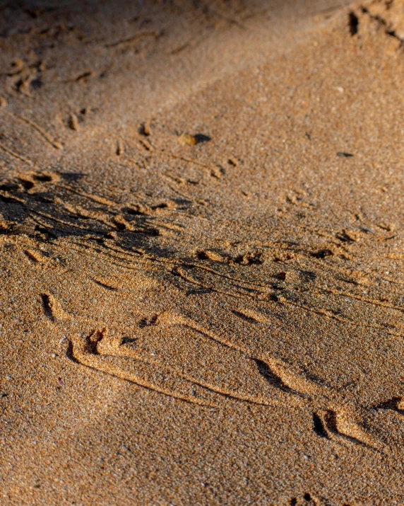 a bird footprints across the sand, taken from behind a car