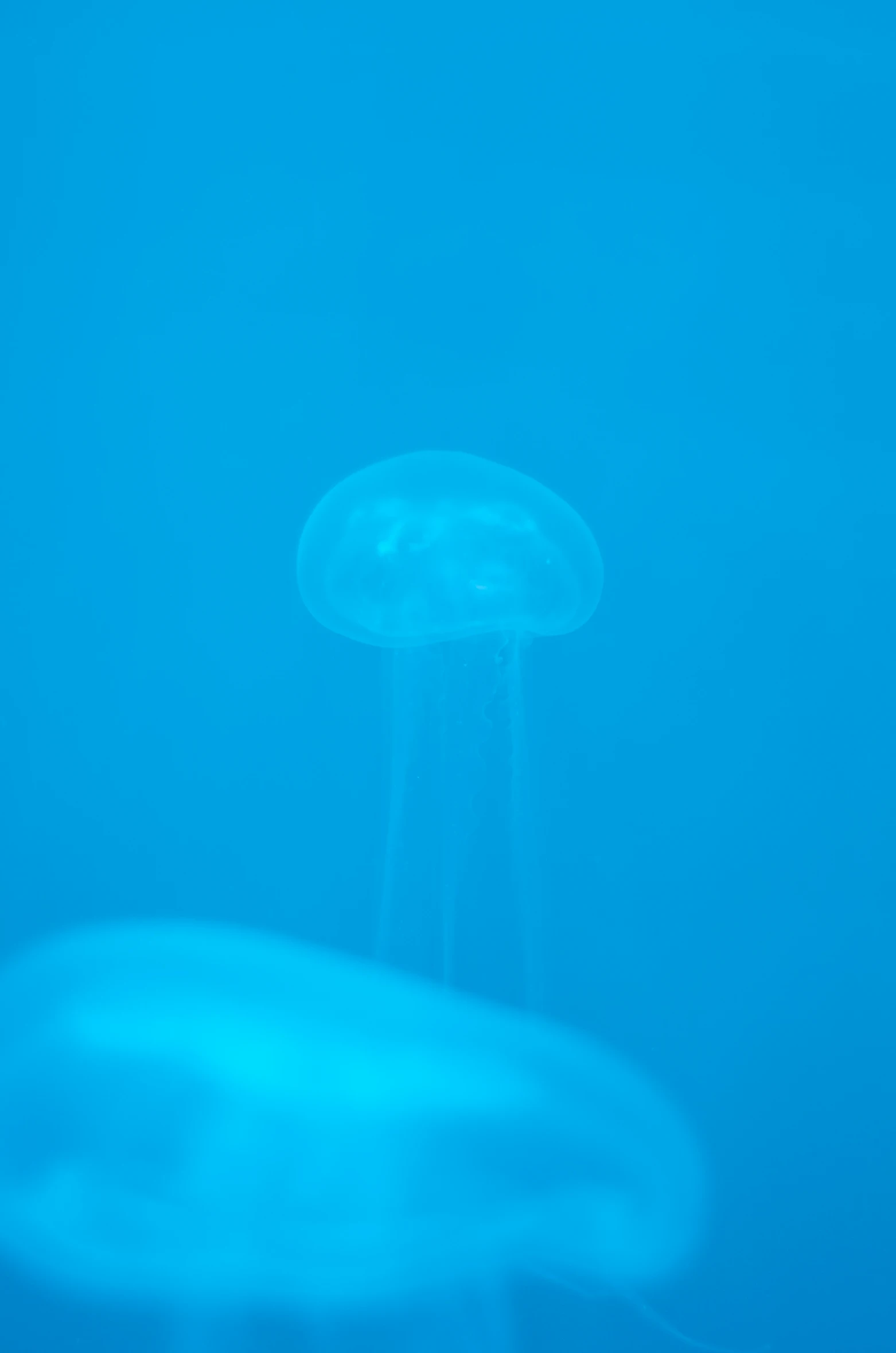 blue colored background with a single jelly fish in the water