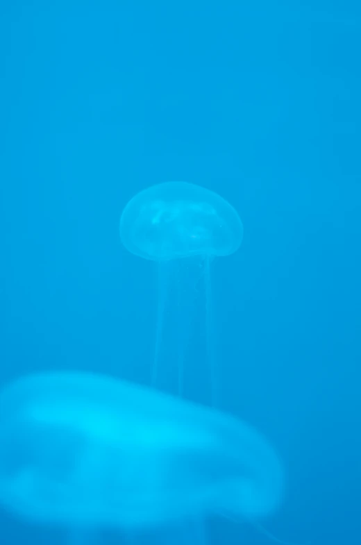 blue colored background with a single jelly fish in the water