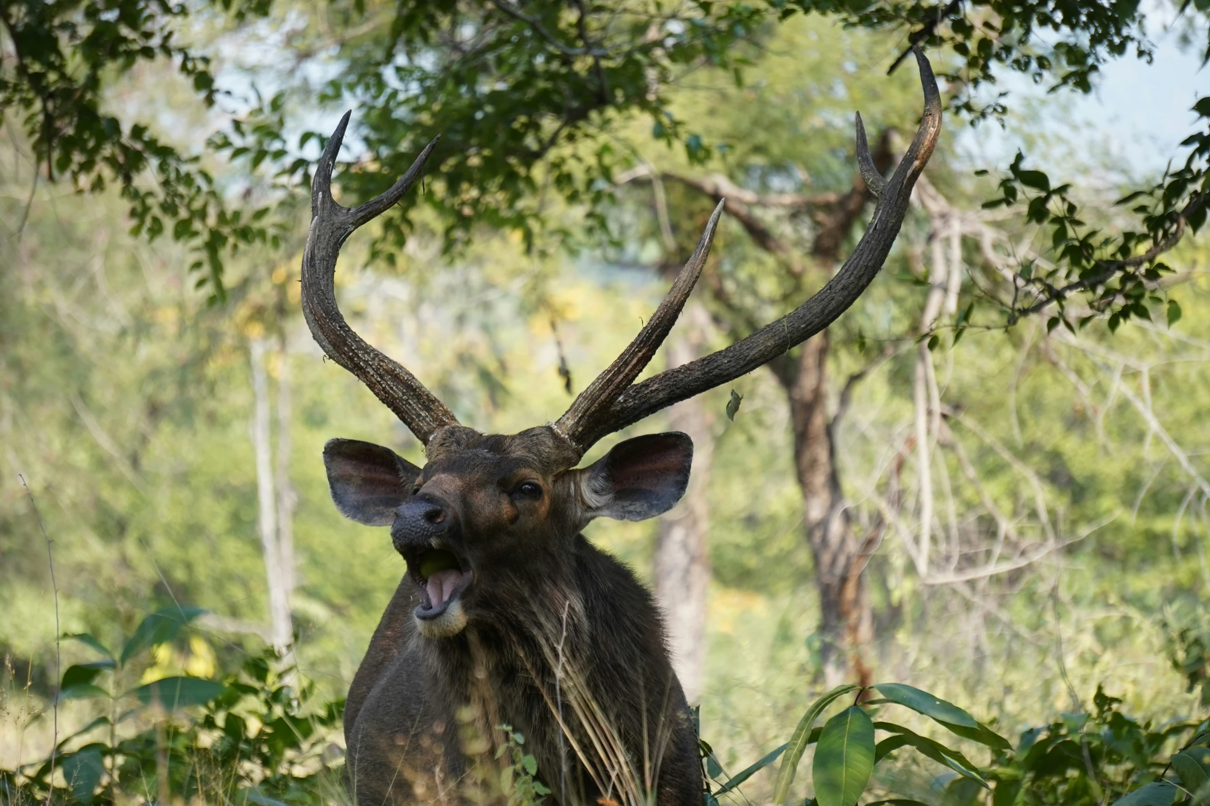 a deer standing in the grass behind a bunch of trees