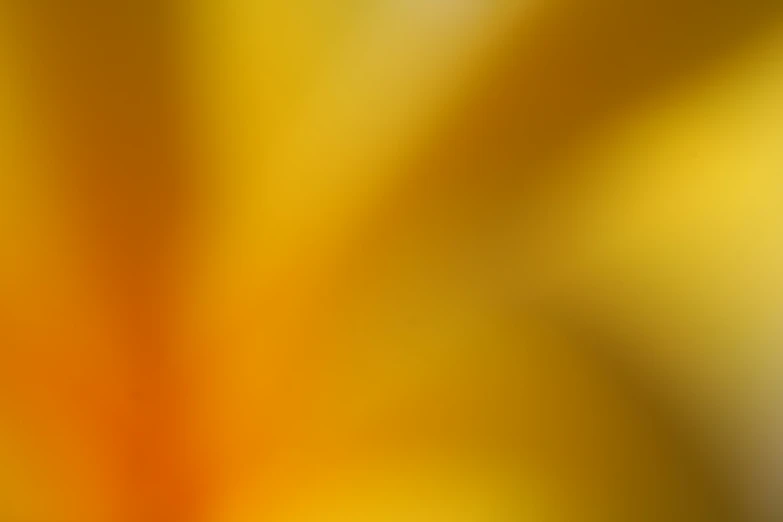 the orange and yellow blurred background is abstract