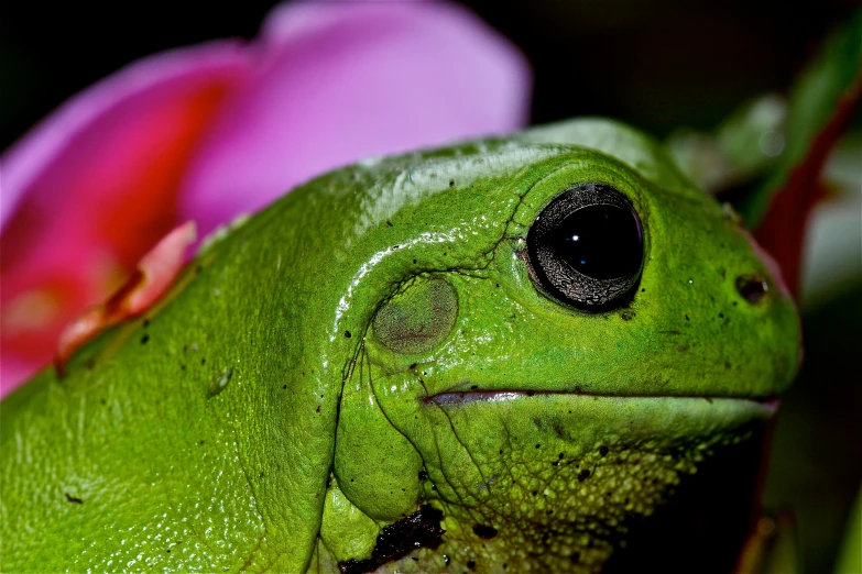 closeup s of a green frog with pink flowers in the background