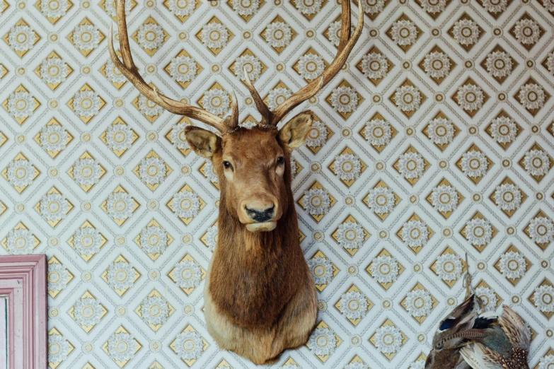 a deer skull mounted to a wall next to a pair of shoes