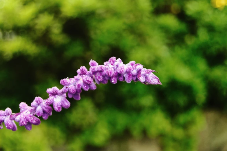 a close up of a purple flower with a green background