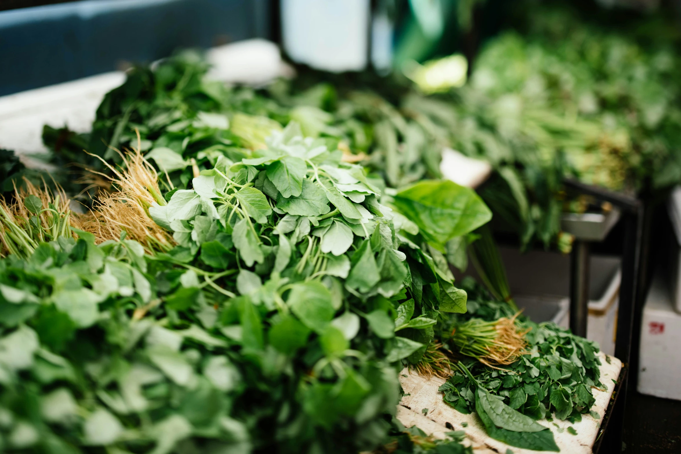 rows of fresh green vegetables are on display