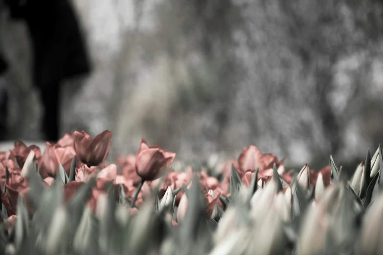 red tulips are in a field, with someone walking by