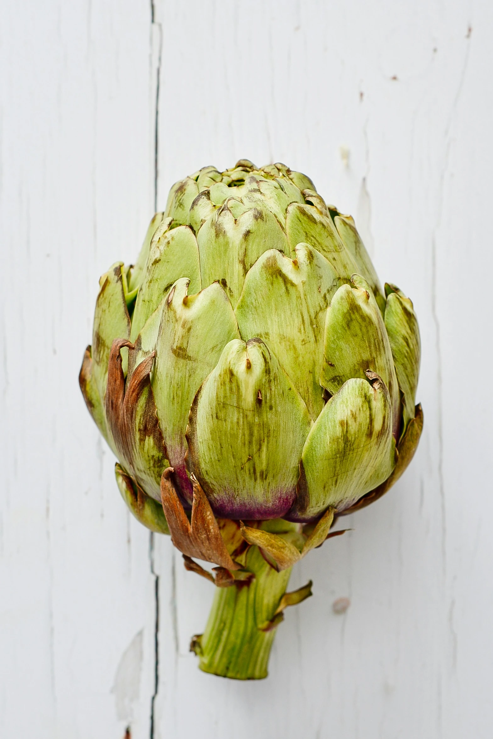 a large flower is shown against a white painted wall