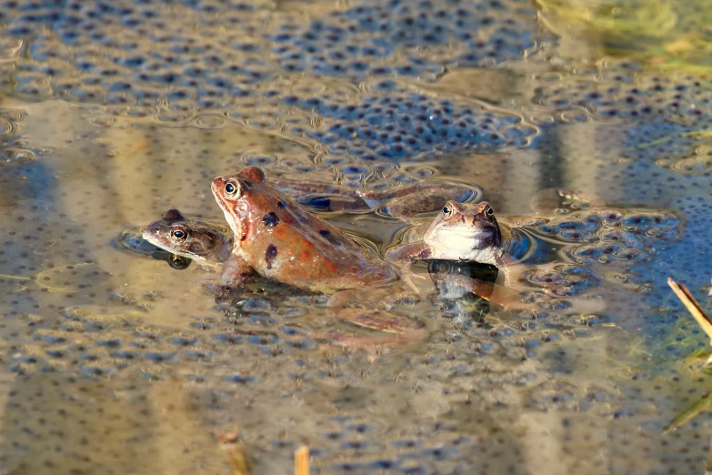 two small frogs sitting in water with plants