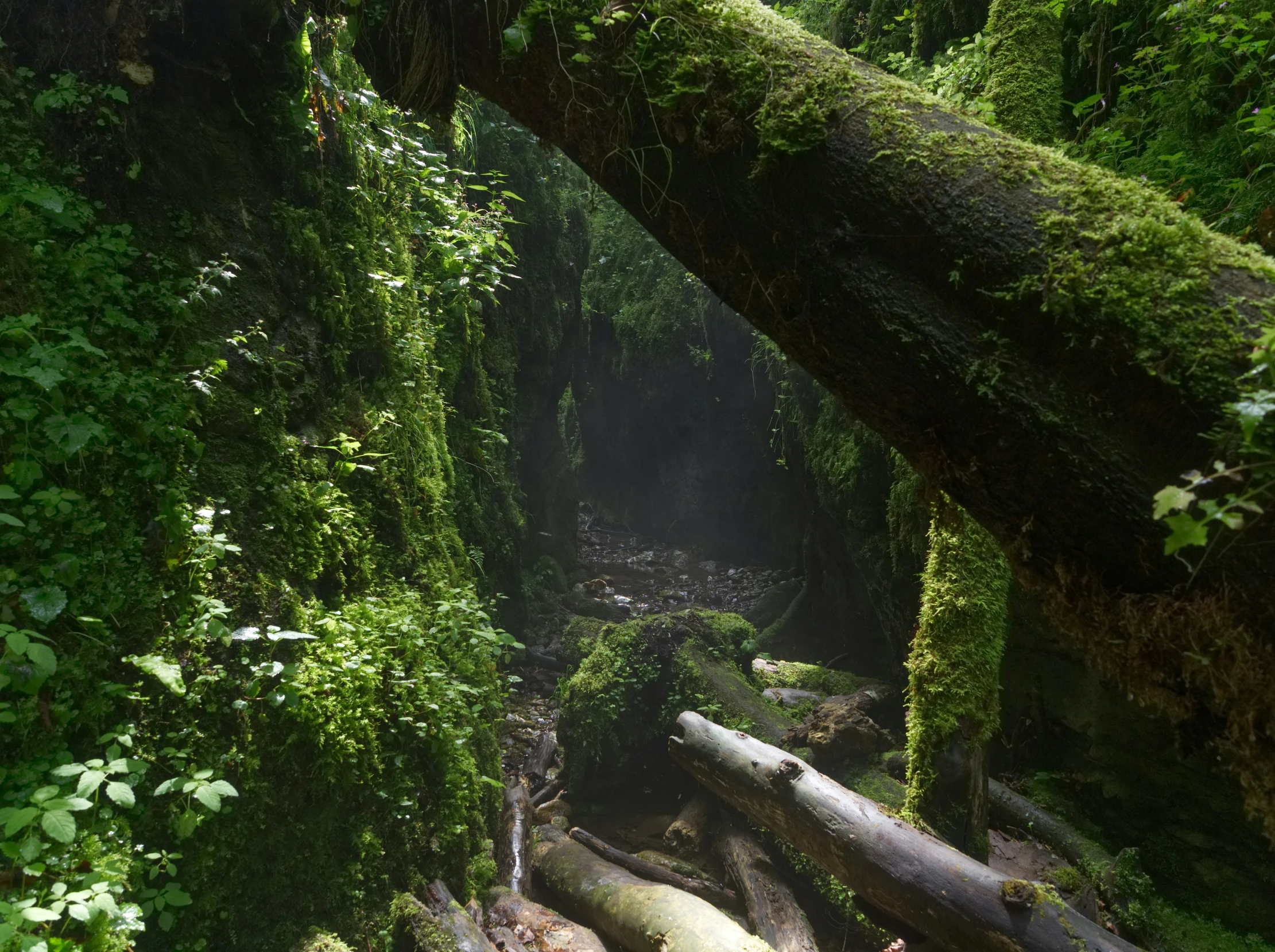 a stream flows through lush green forest