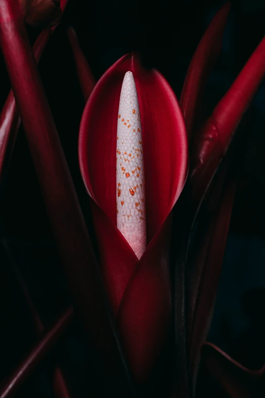 the red flower is white with some orange around it