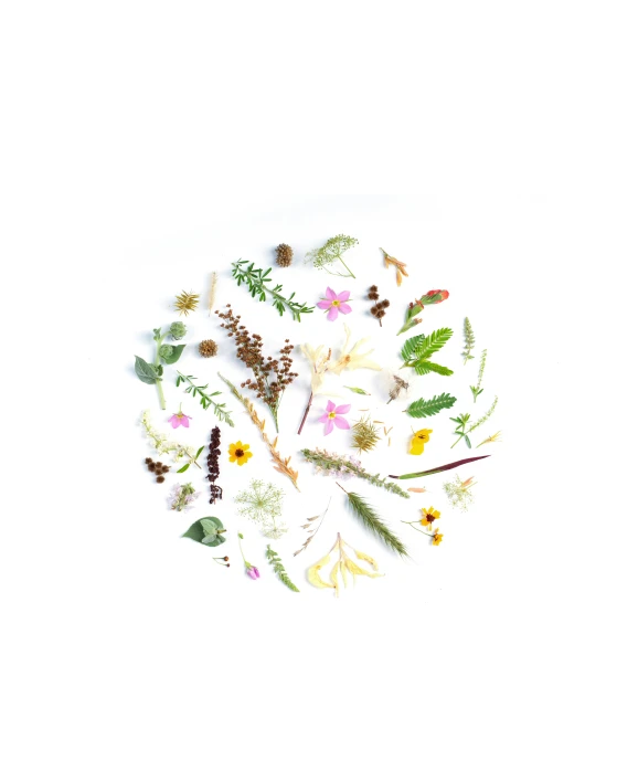 the white background has many wildflowers and leaves in it