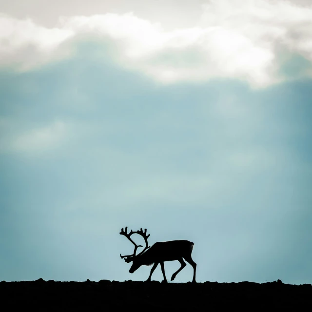 a silhouette of a deer walking on a hill