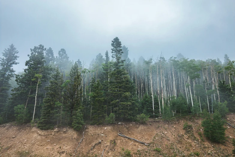 an empty clearing among tall trees in a forest