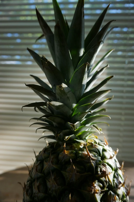 a pineapple sitting on top of a wooden table next to blinds