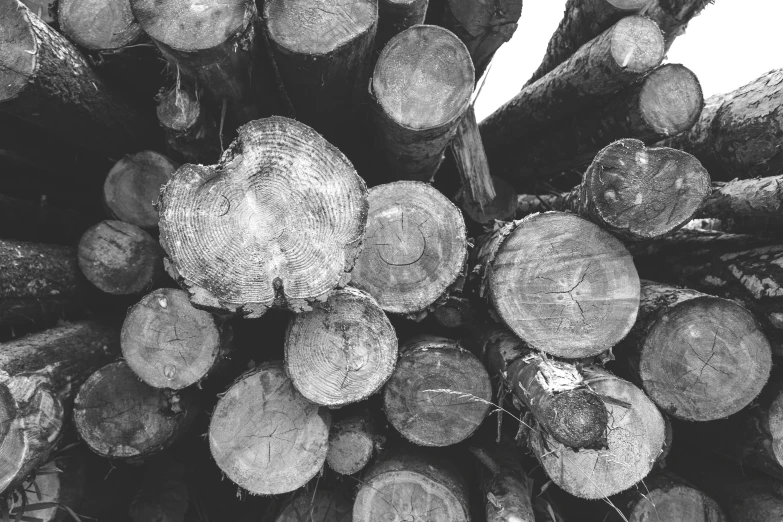 many large logs stacked together on top of each other