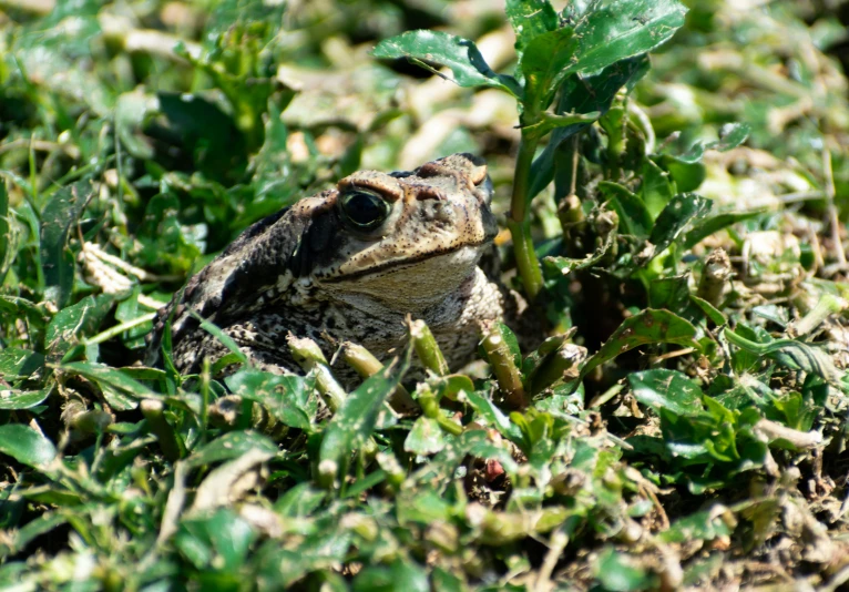 a toad is sitting in the middle of grass