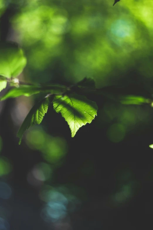 a close up of the leaves on the nches