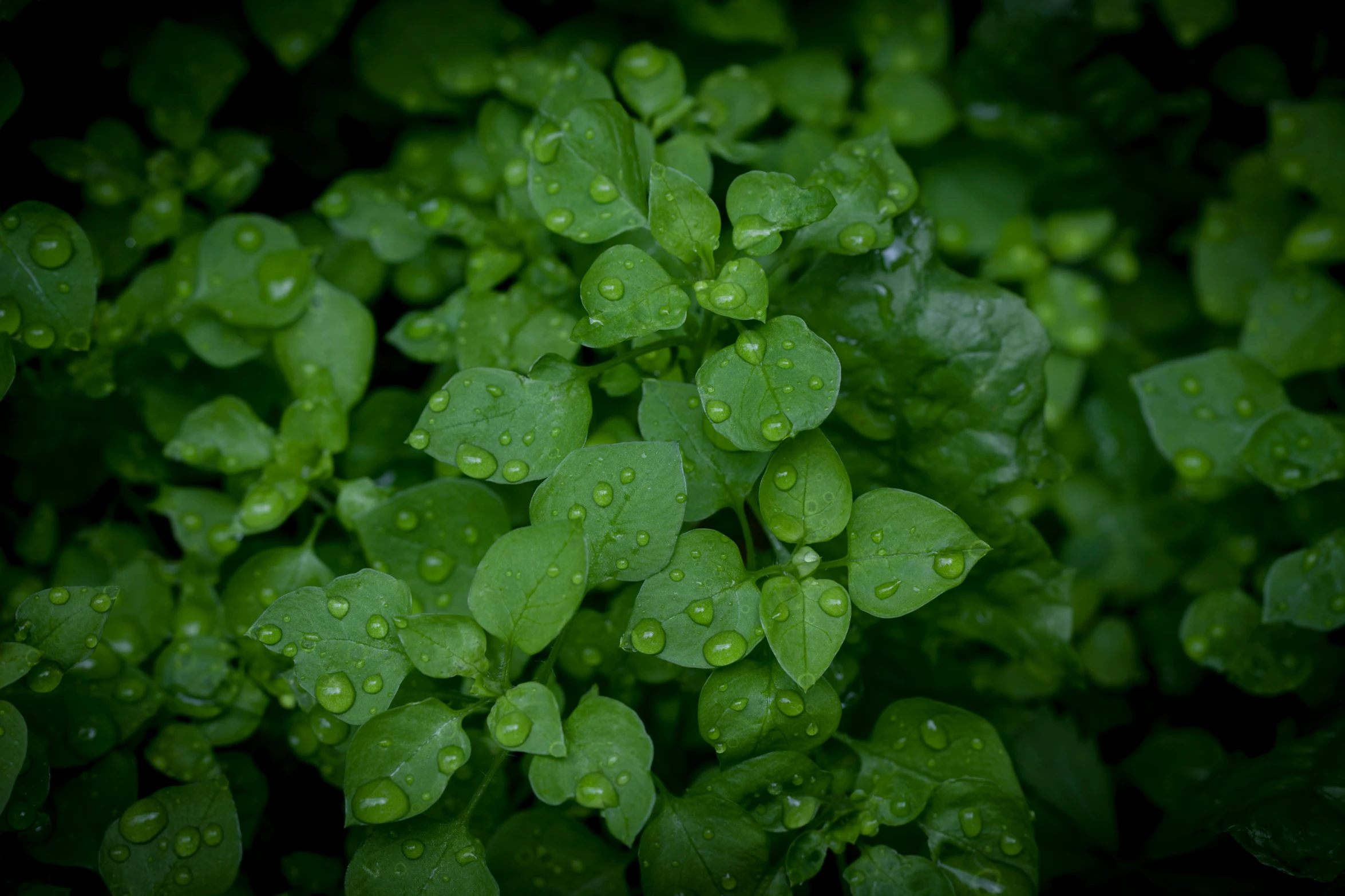 the green leaves are covered with water drops