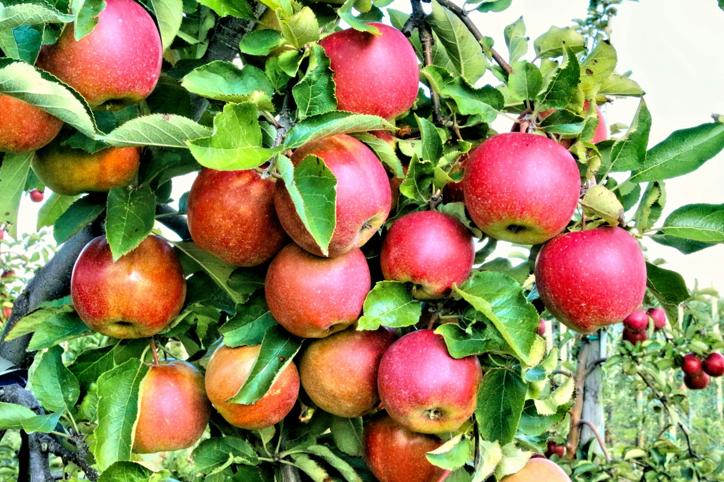 red apples on a tree ready to be picked