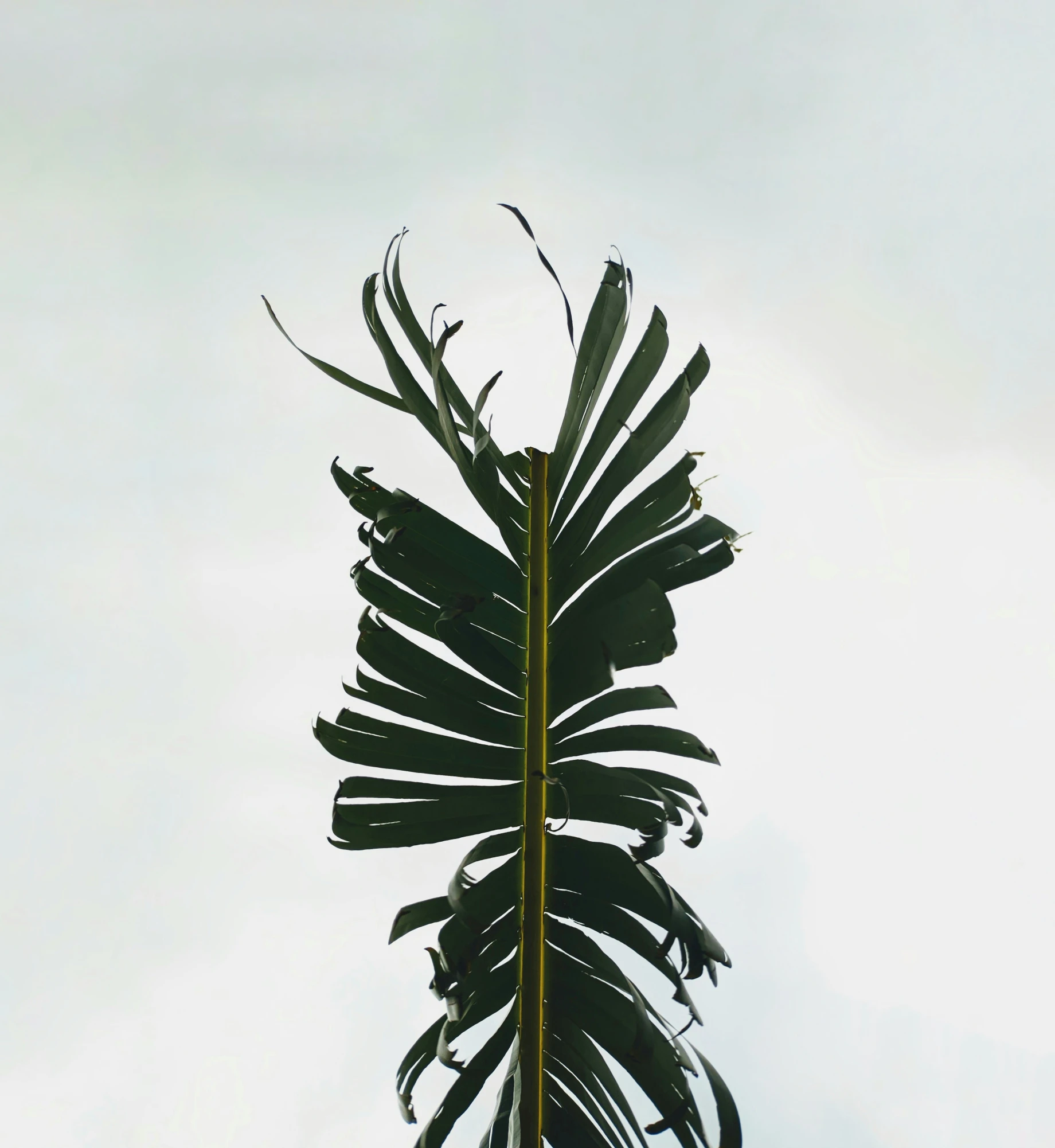 a tall tropical palm tree with nches and leaves