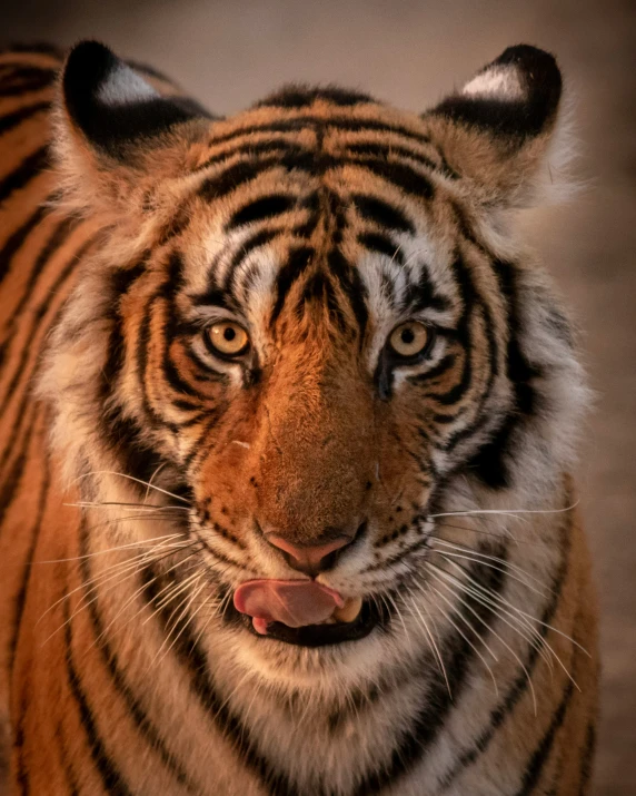 a large tiger looks at the camera with a sad look