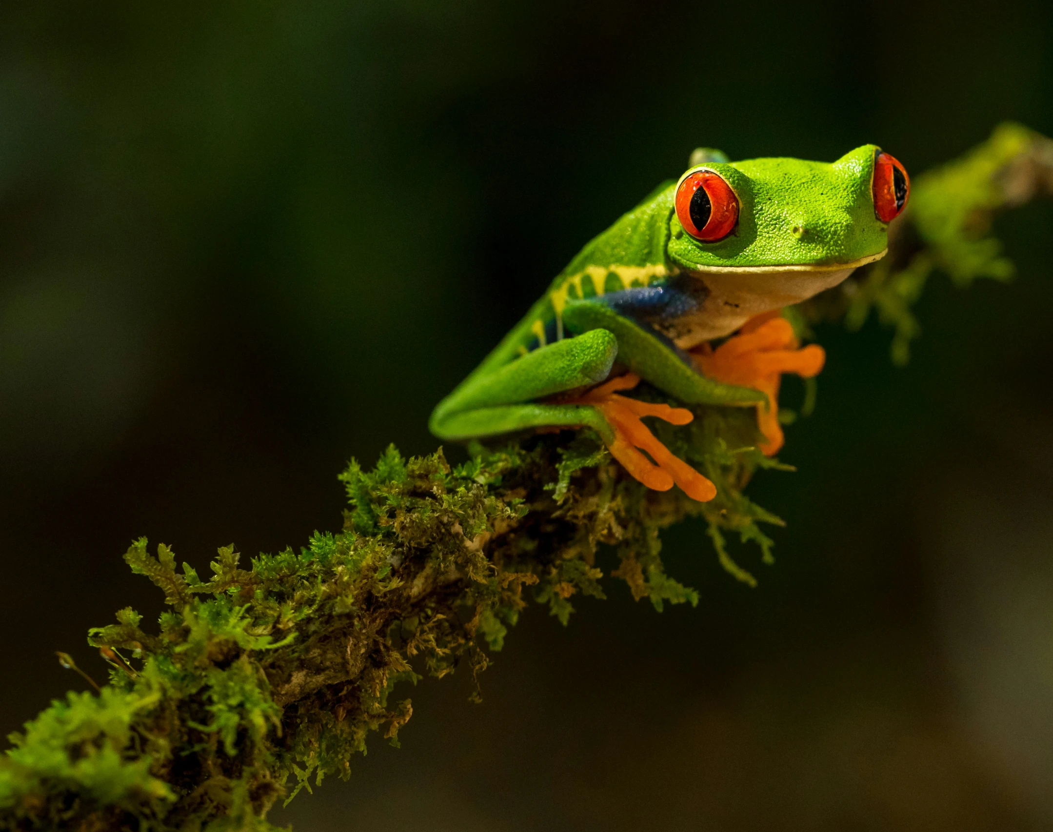 a frog with red eyes and a nch