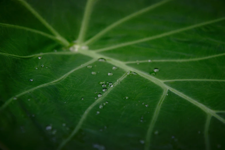 a green leaf with drops of dew on it