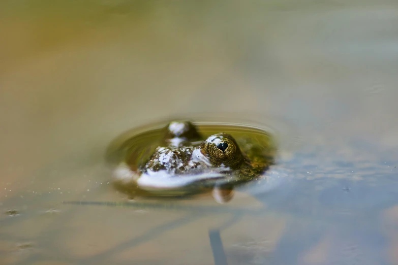 a frog in water looking at the camera