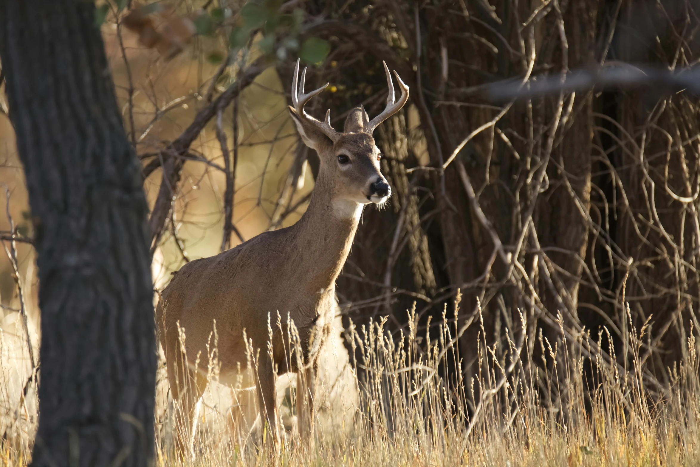 a deer stands in the tall grass near trees