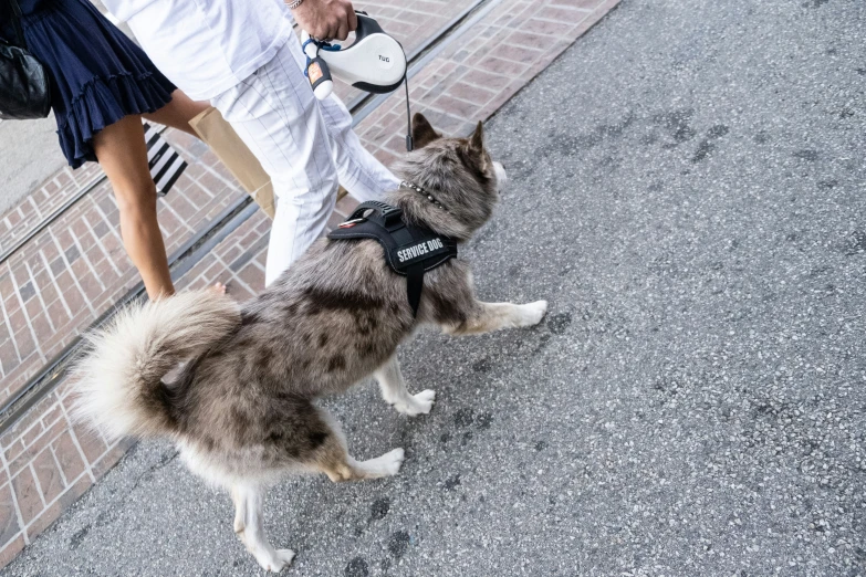 man walking on sidewalk with dog in harness