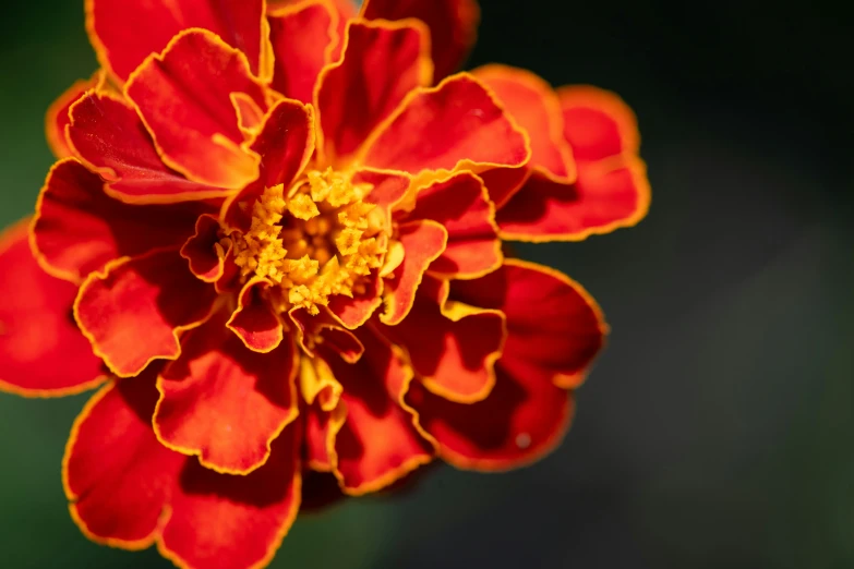 a close up image of an orange flower